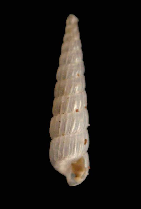 Turbonilla gradata e T. cfr. acuta